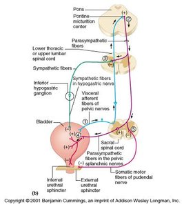 Neural control of micturition reflex