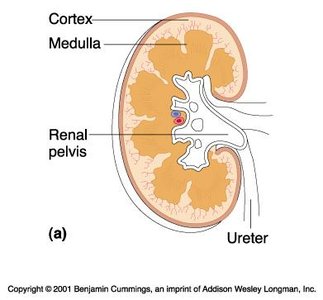 Kidney cross-section showing cortex, medulla, and pelvis