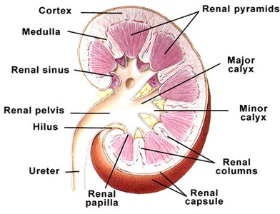 Major and minor calyces of the kidney