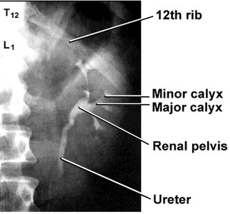 Renal circulation pathway