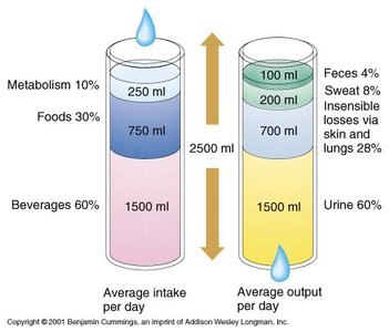 Fluid intake and output diagram