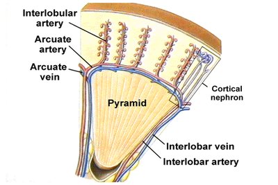 Glomerulus structure