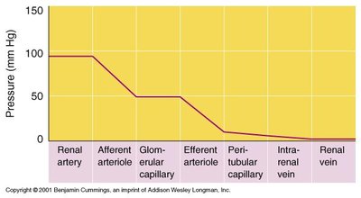 Nephron types and blood supply