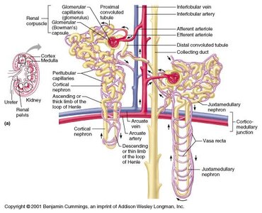 Epithelium of nephron segments