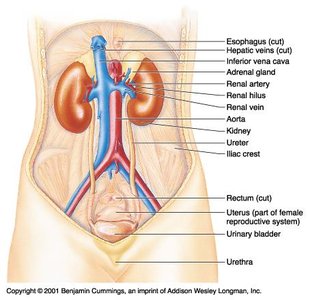 Anatomy of the urinary system