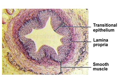 Histology of the ureter
