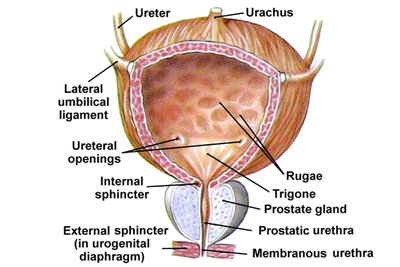 Anatomy of the urinary bladder