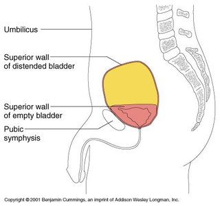 Distended vs. empty bladder
