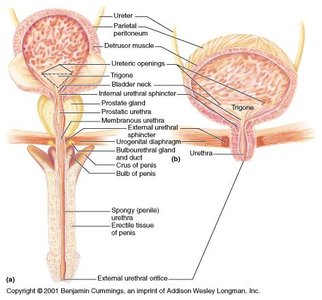 Anatomy of the male and female urethra