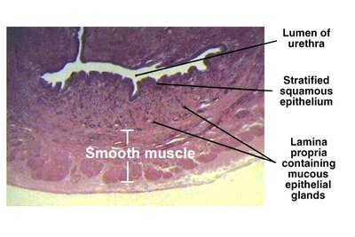Histology of the urethra