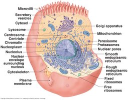 Anatomy of a Model Cell