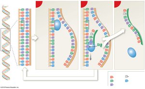 mRNA transcription