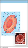 Isotonic solution effect