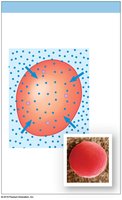 Hypotonic solution effect