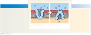 Facilitated diffusion