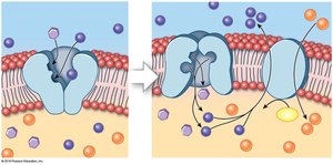 Secondary active transport