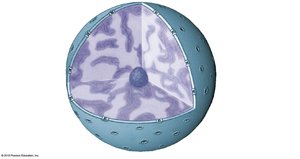 Nucleus structure