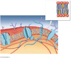 Plasma membrane structure