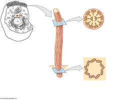 Centrioles and cilia structure