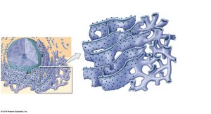 Endoplasmic reticulum structure