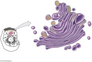 Golgi apparatus structure