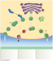 Lysosome functions