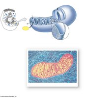 Mitochondria structure and function