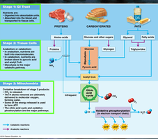 Anatomy & Physiology Metabolism Study Guide for Exams | Notes