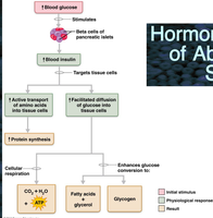 Anatomy & Physiology Metabolism Study Guide for Exams | Notes