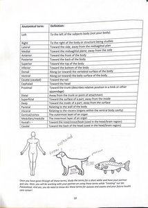 Table of anatomical directional terms