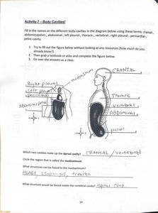 Diagram of body cavities