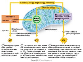 Overview of cellular respiration pathways