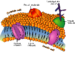 Plasma membrane structure with lipids