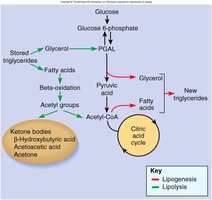 Pathways of lipogenesis and lipolysis