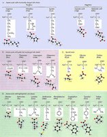Amino acid structure and protein chain
