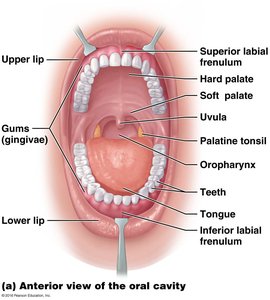 Anterior view of the oral cavity