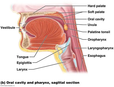 Structure of a tooth