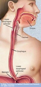 Anatomy of the esophagus and sphincters