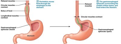 Histological layers of the stomach wall