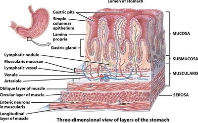 Gastric mucosa with gastric pits and glands