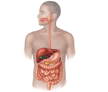 Diagram of the human digestive system