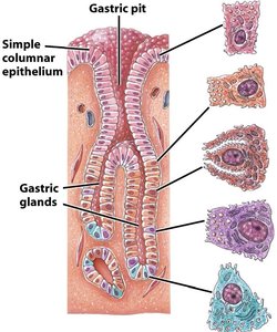 Gastric gland cell types