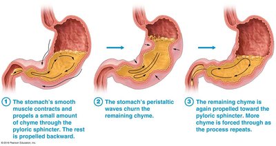 Gastric motility and emptying