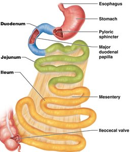 Regions of the small intestine