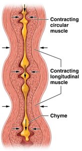 Peristalsis in the GI tract