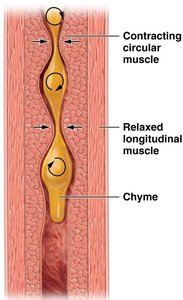 Segmentation in the GI tract