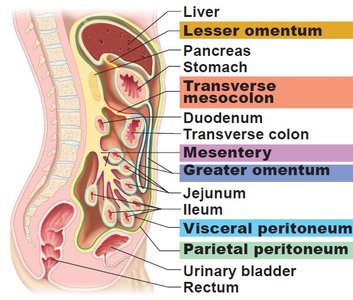 Sagittal section showing peritoneal folds and abdominal organs