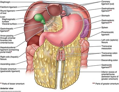 Anterior view of abdominal organs and omenta