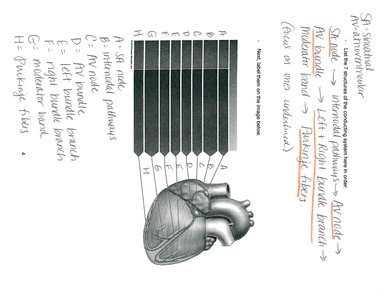 Heart conduction system diagram
