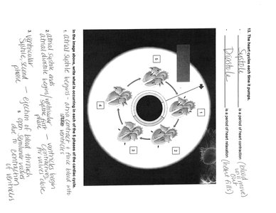 Cardiac cycle diagram